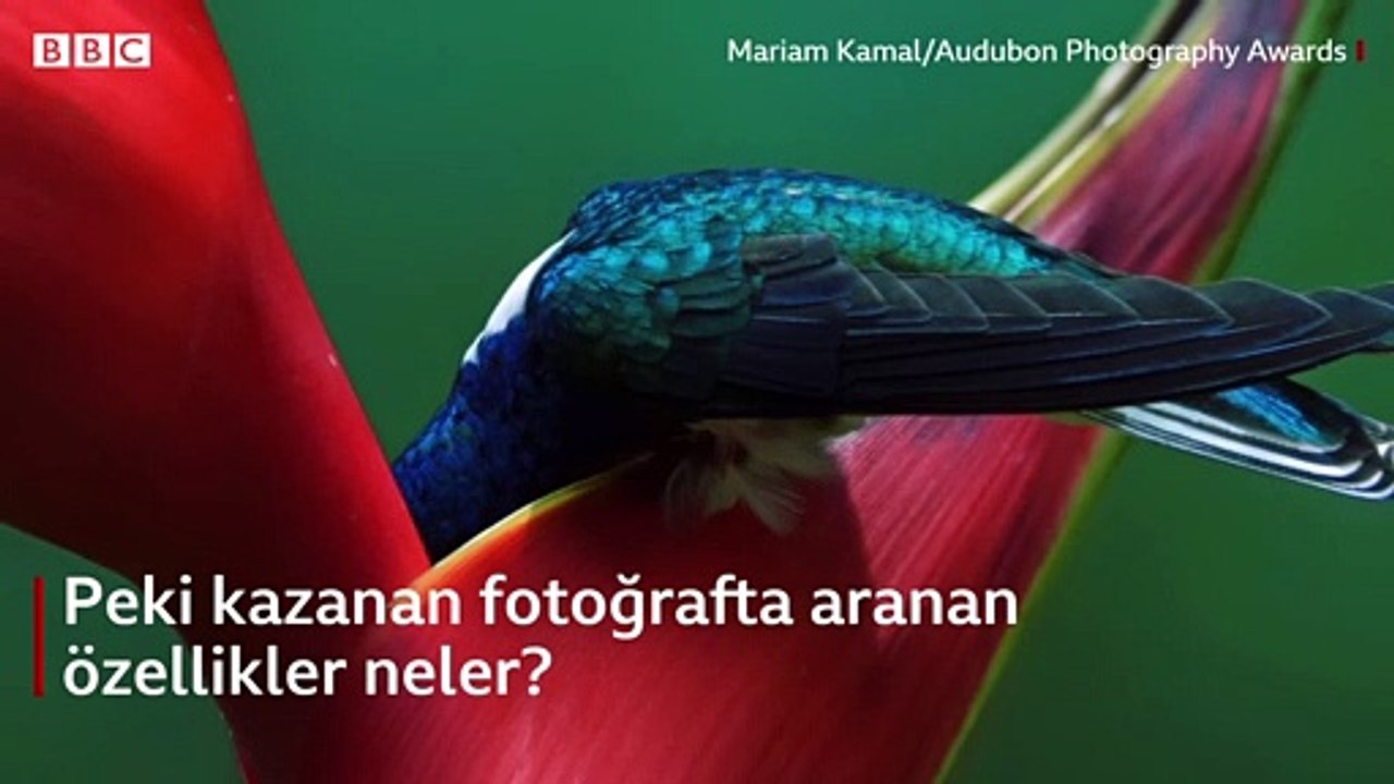 En etkileyici vahşi yaşam fotoğrafı bu olabilir mi?