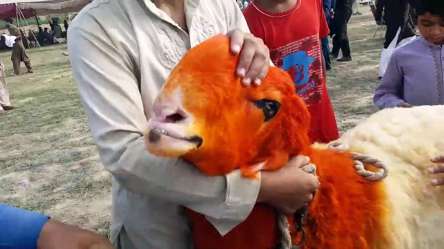 Bakra Show Class Kajla Mundra Chatra - Faislabad Bakra Show 2019