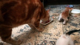 Snack Time For Family Cats ' twins learn to eat '