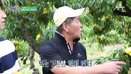 복숭아로 핑크빛 인생 2막