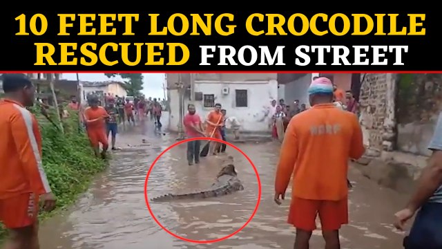 NDRF Team rescued 10 feet long crocodile from flooded street in Vadodara: video viral| Oneindia News