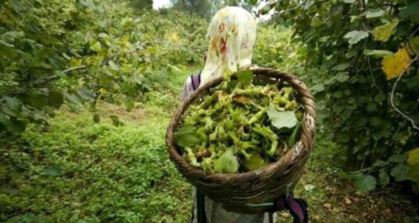 Ordu Valisi Yavuz uyardı: Lütfen fındık toplama işine ara verelim