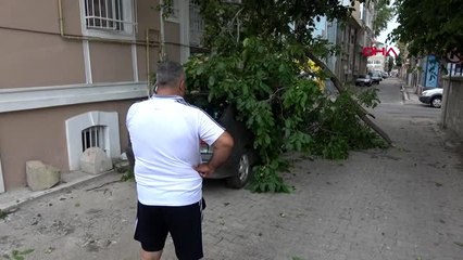 EDİRNE CEVİZ AĞACI, OTOMOBİLİN ÜZERİNE DEVRİLDİ