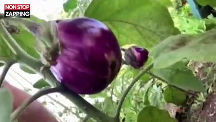 Jean-Luc Reichmann fier de son potager : Michel Drucker vient le perturber (vidéo)