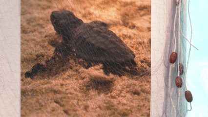 Valencia exhibe las "amenazas y tesoros" del mar Mediterráneo