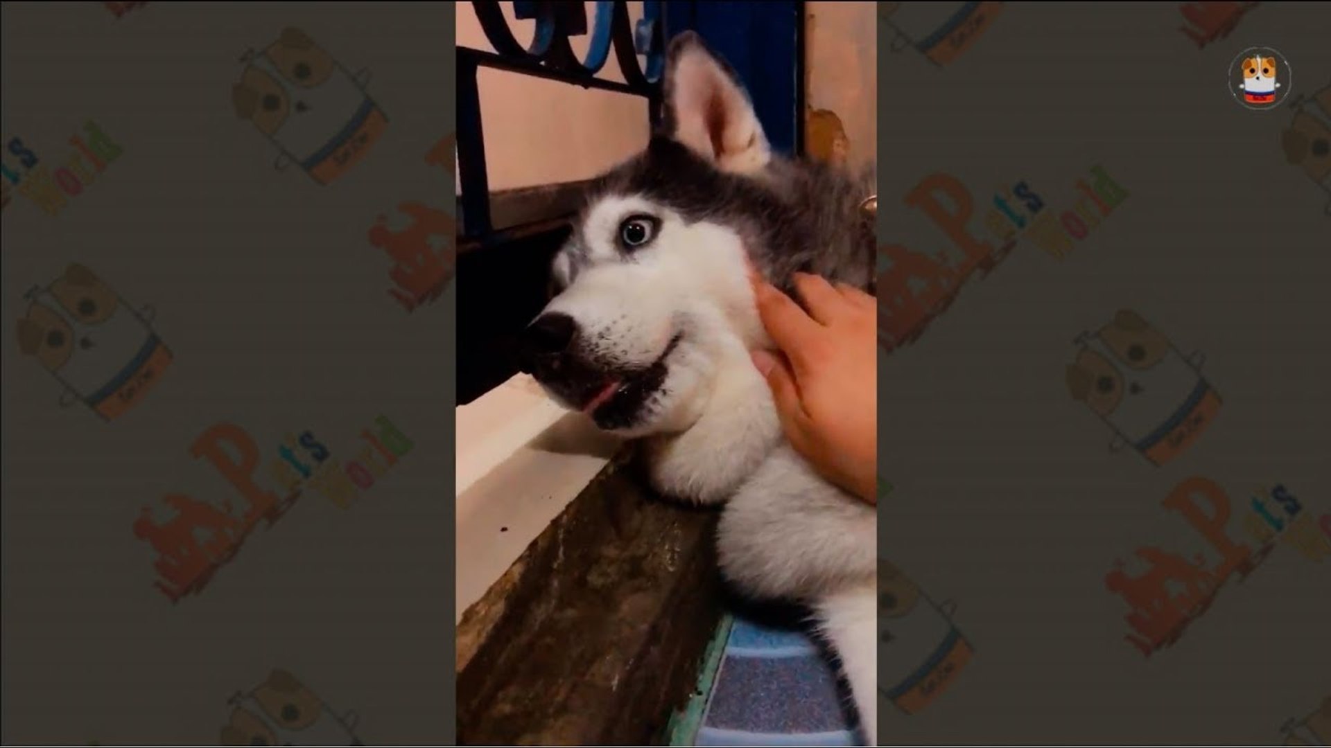 Funny Husky Compilations 2017 - 21