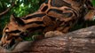 Ce félin est le plus beau du monde : Panthère nébuleuse