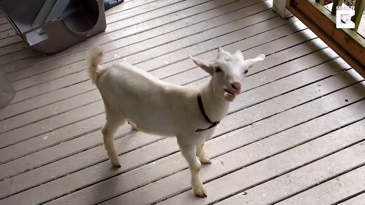 Voilà ce qui se passe si vous donner une glace à une chèvre... Cerveau gelé