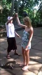 Ce singe est un petit cochon... Et hop nénés à l'air