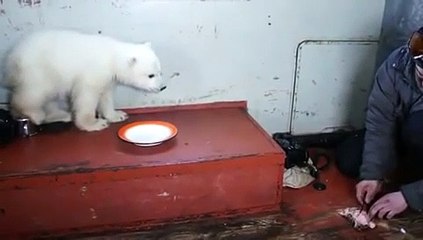 下载视频: Ce russe donne à manger à un bébé ours blanc