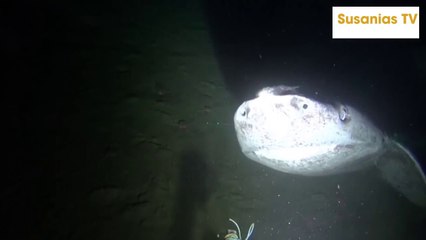 The Oldest Shark Alive - pondicherry shark