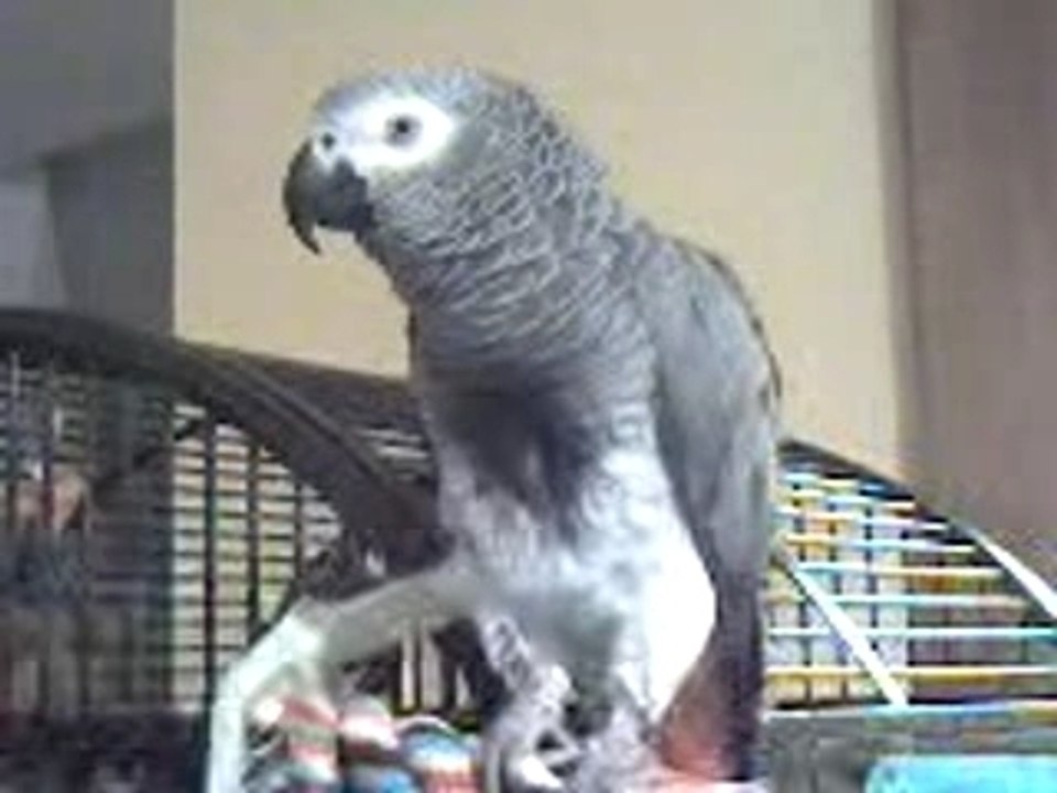 miko dit "le + beau c miko"