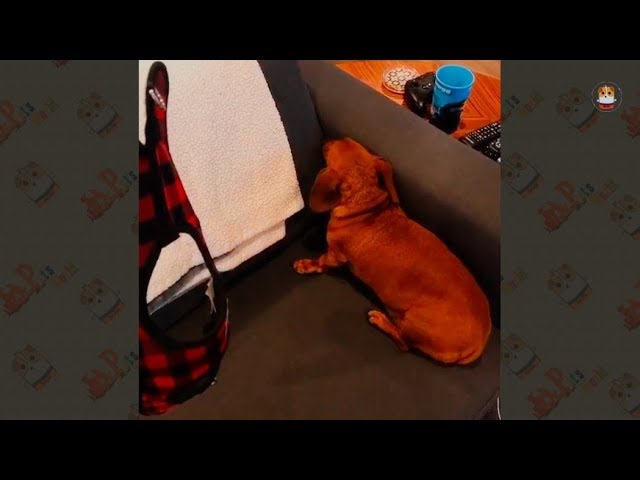 Funny Dachshund Compilation 2017 – 6