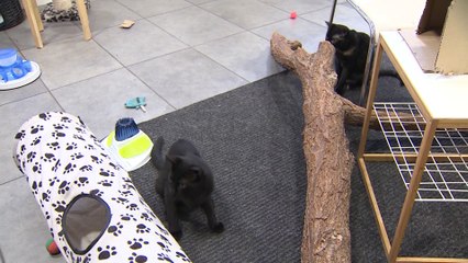 'La Gatoteca', un rincón en Lavapiés para un día entre gatos