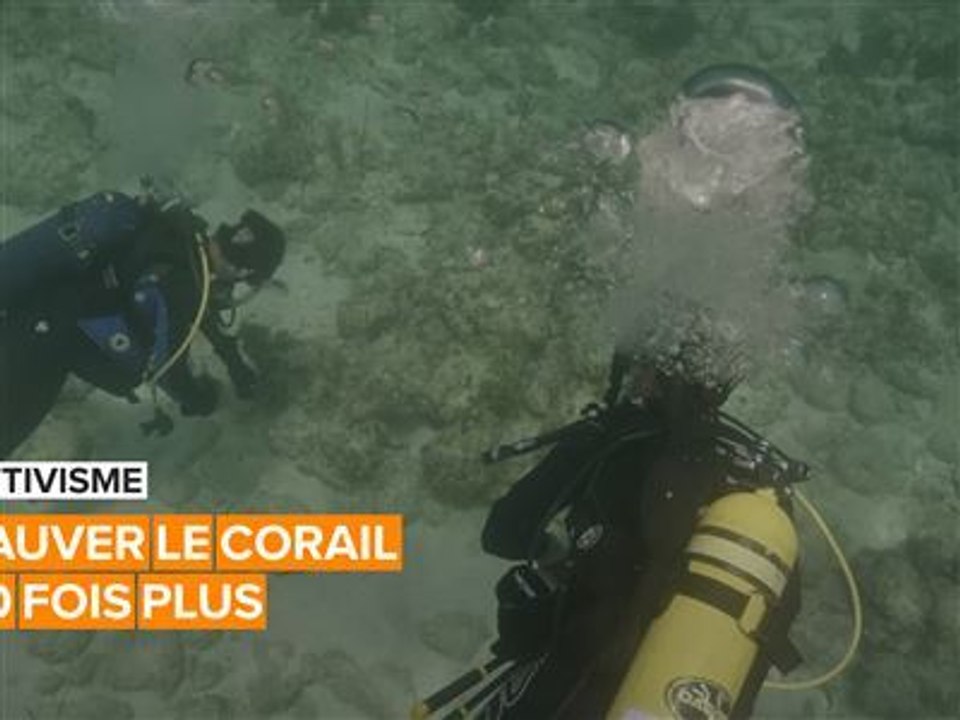 Activisme: deux amis au secours des récifs coralliens