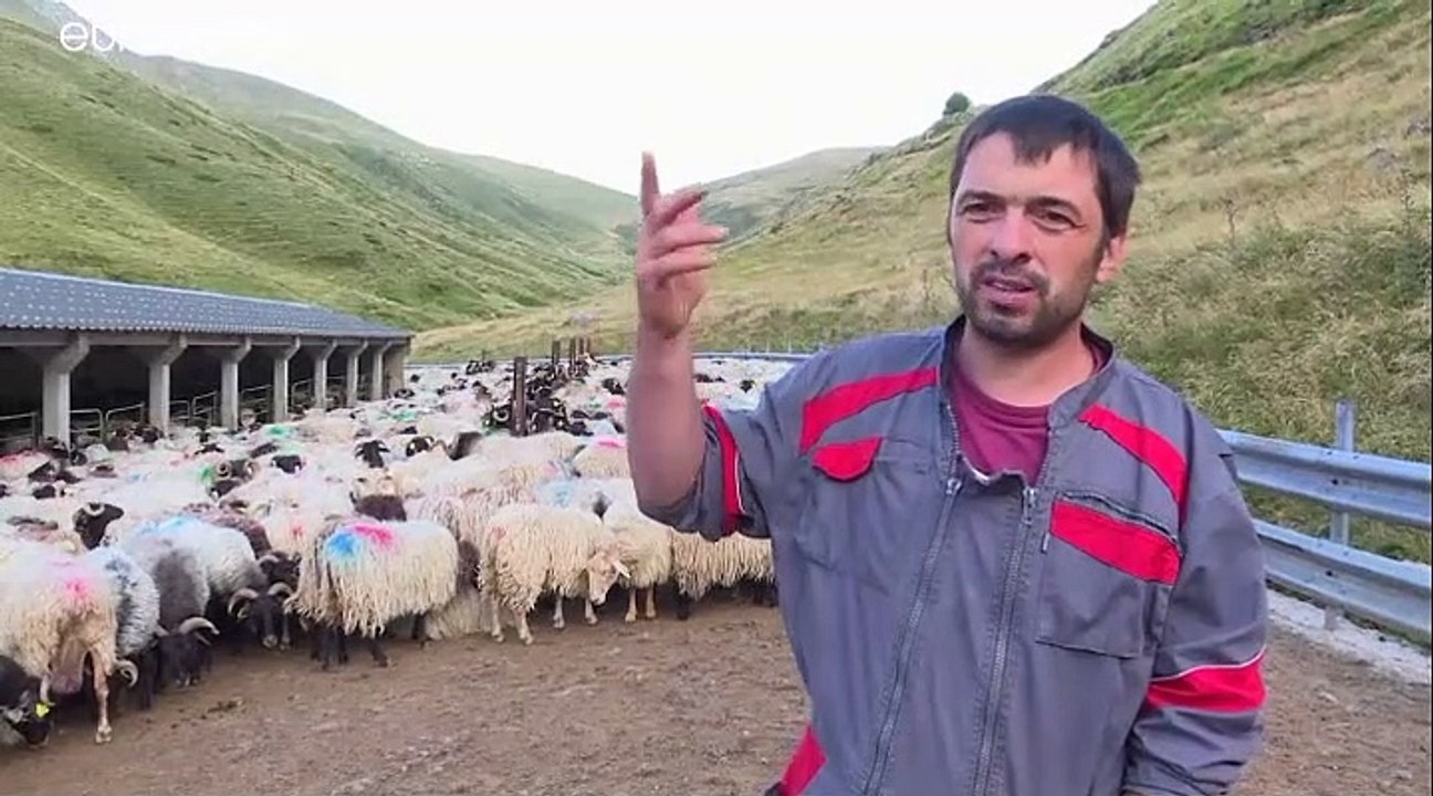 Pyrénées : transhumance des brebis et peur de l'ours