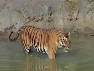 National Geogaphic Documentary Nagarahole Story of the Forest in Wildlife Animal