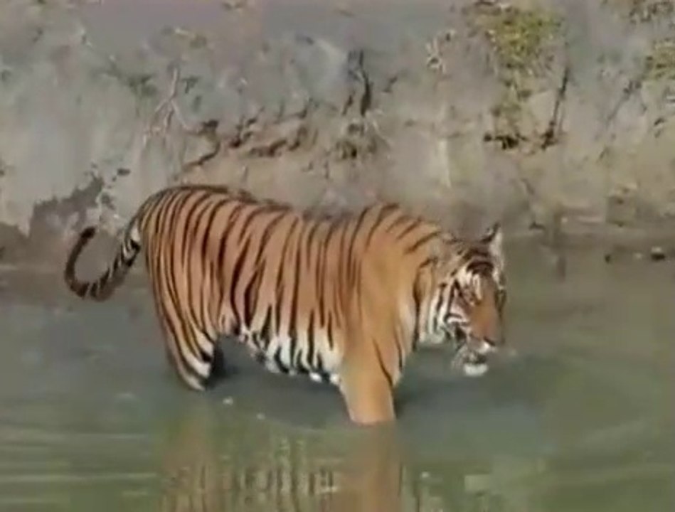 National Geogaphic Documentary Nagarahole Story of the Forest in Wildlife Animal