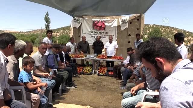 Yerli tohum ile domateste yüksek verim