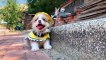 Cutest Puppies Doing Funny Things - Cute Little Puppies Funny Videos - Cute Puppy Dog Compilation