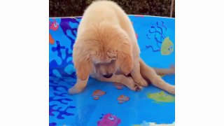 Funny And Cute Golden Retriever Puppies Compilation - Puppies TV