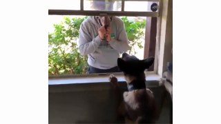 Funniest And Cutest German Shepherd Dogs Compilation Ever - Puppies TV