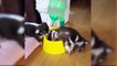 Funniest Videos Of Puppies - World Best Cutest Puppies - Puppies TV