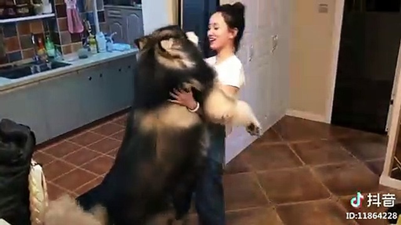 Funny And Cute Dogs Compilation - Cute Dogs And Puppies Doing Funny Things