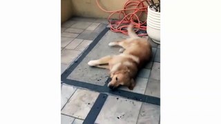 Funny and cute golden retriever compilation - Cute dogs video