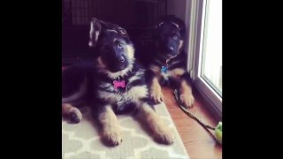 Funny and cute german shepherd puppies compilation #1 - Cute puppies doing funny things