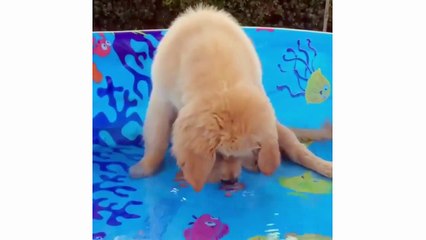 Funny And Cute Golden Retriever Puppies Compilation - Cutest Golden Puppies Love