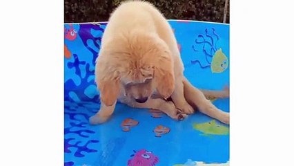 Funny And Cute Golden Retriever Puppies Compilation - Puppies TV