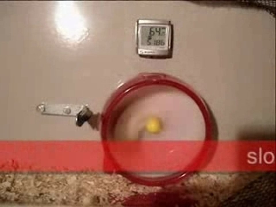 Un Hamster super rapide