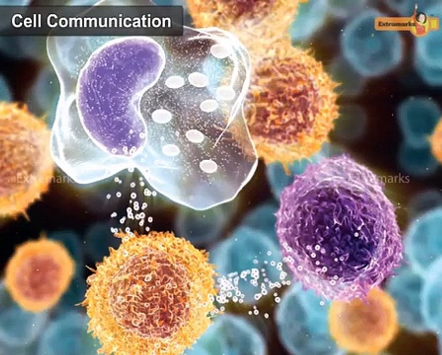 Video Tutorials on Morphology and Anatomy of Rabbit Cell Communication