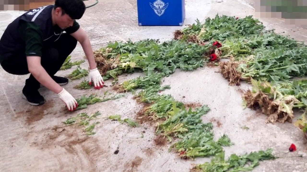 "조업 피로 풀려고"...해경, 마약범죄 무더기 적발 / YTN