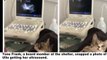 This Cat Has Suprised Reaction To Finding Out She's Pregnant