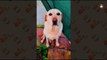 Funny - Adorable Labrador Retriever Videos 2018 -1