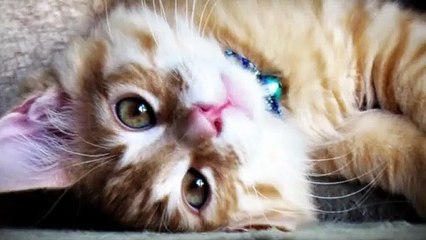 삼양출장안마 -후불100%ョØ7ØE7575E0054｛카톡USA16｝ 삼양전지역출장안마 삼양오피걸 삼양출장마사지 삼양출장안마 삼양출장마사지 삼양출장콜걸샵안마 삼양출장아로마 ⾥っ≛