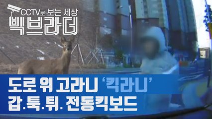 고라니처럼 불쑥 나타나는 전동킥보드 ‘킥라니’ 차 사고나 보행자 사고가 나면? [C브라더]