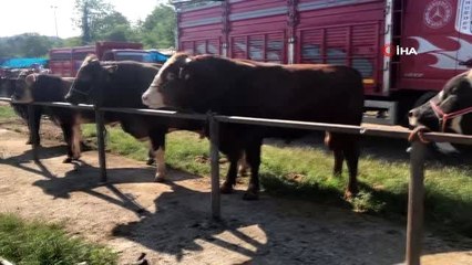 Kurban pazarında alıcı da satıcı da memnun değil