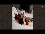 Funny - Adorable German Shepherd Video 2018 - 1