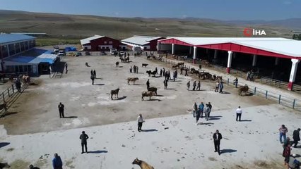 Kurban pazarının tonluk boğaları birbiriyle yarışıyor
