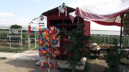 Çocukları için organik çilek ürettikleri bahçe geçim kaynakları oldu - ESKİŞEHİR