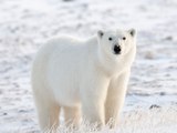 ¿Es verdad que el oso polar es muy agresivo?