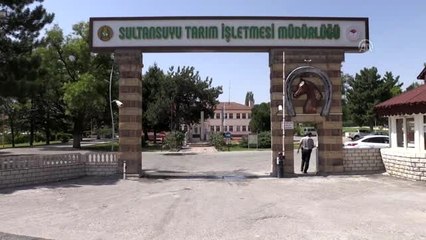 İşletmeden kaçan safkan Arap atları yakalandı