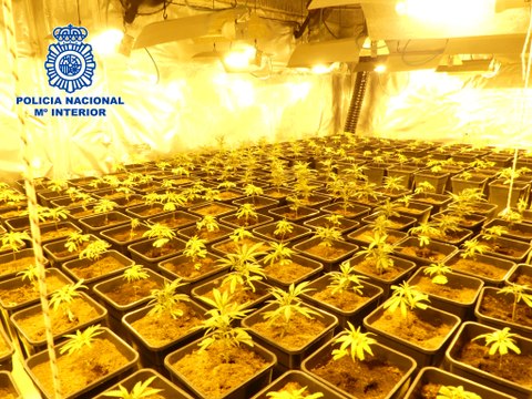 Siete detenidos por cultivar marihuana y envasarla al vacío