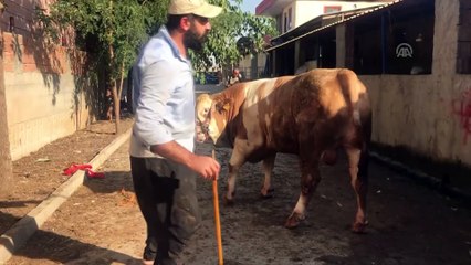 Bir tonluk 'Paşa' alıcısını bekliyor - BATMAN