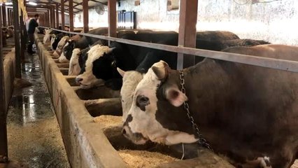 Bir tonluk "Paşa" alıcısını bekliyor