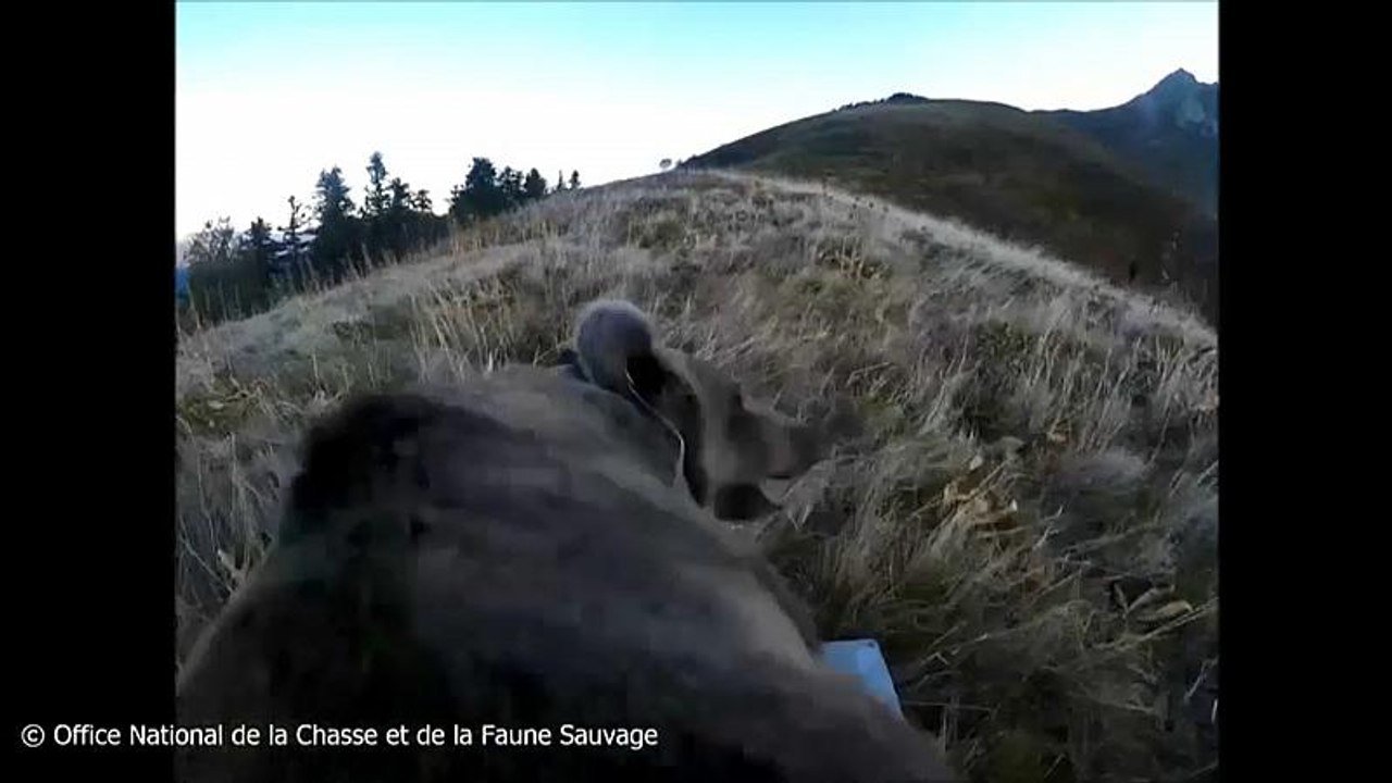 Pyrenäen: Da ist der Bär los