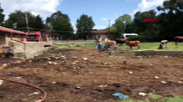 İSTANBUL-ARNAVUTKÖY'DE YANGIN ÇIKAN AHIRDA 10 BÜYÜKBAŞ TELEF OLDU